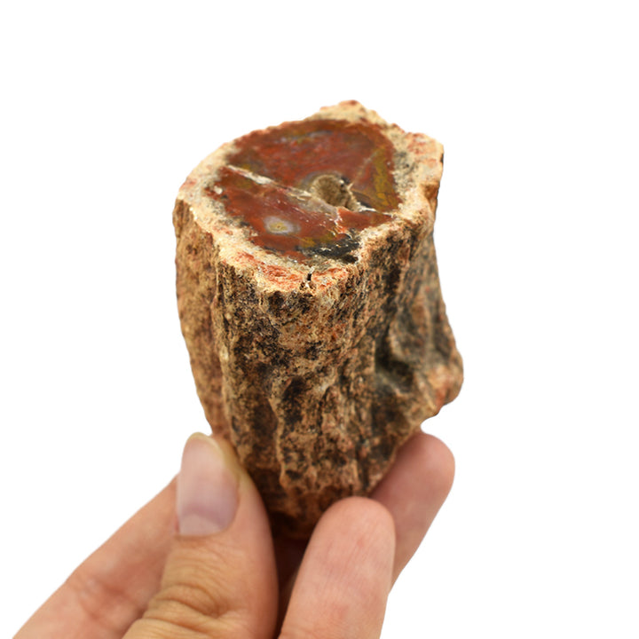 Legno fossile grezzo