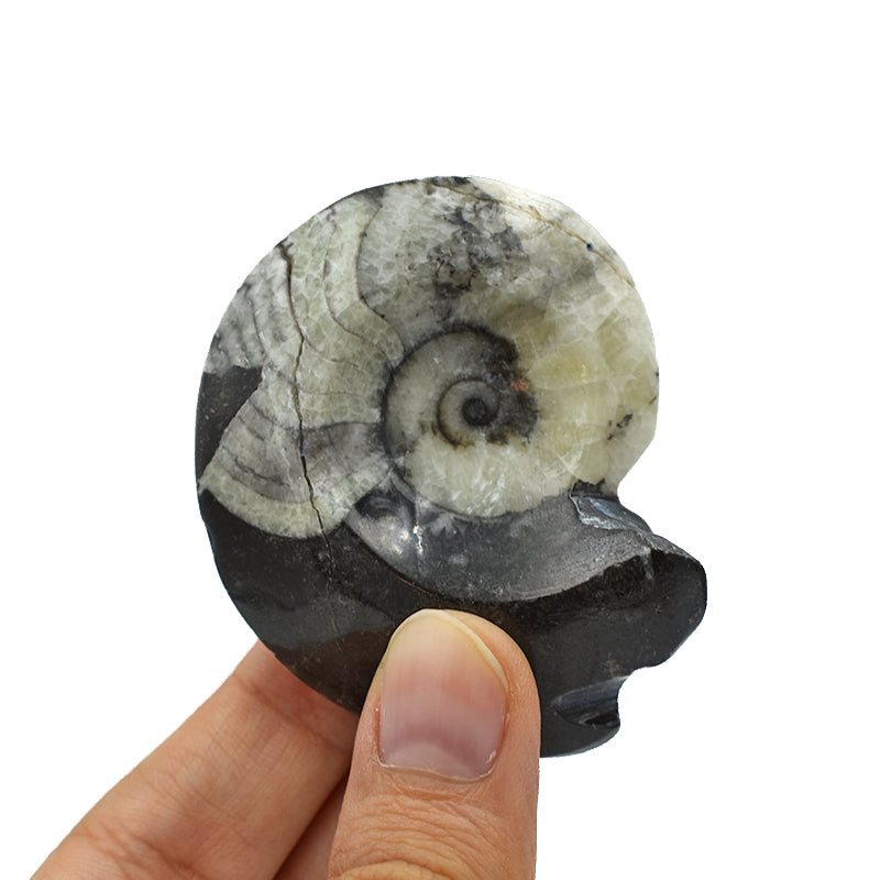 Ammonite