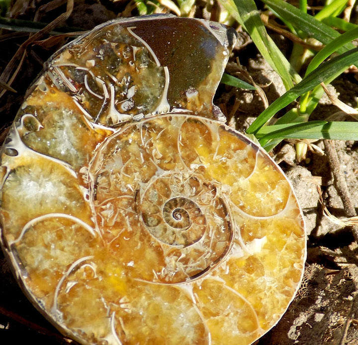 Ammonite