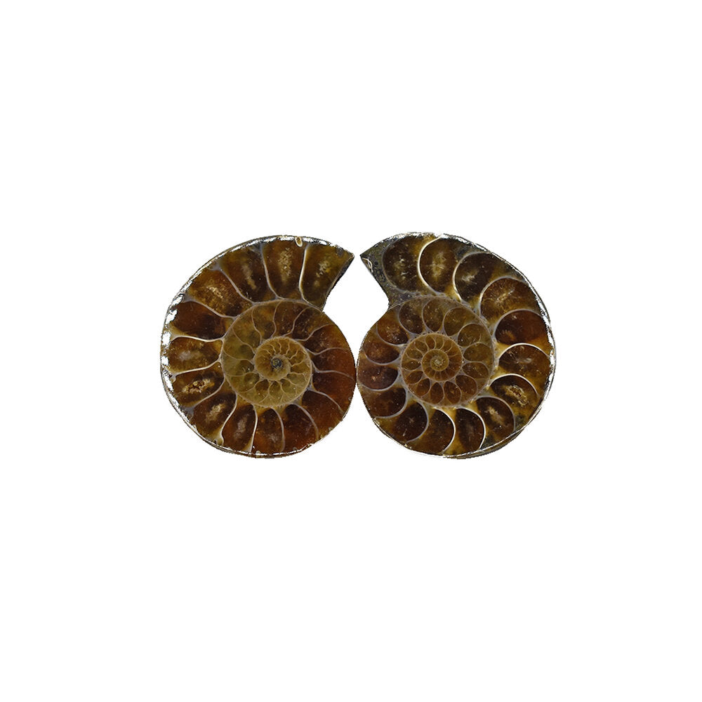 Ammonite
