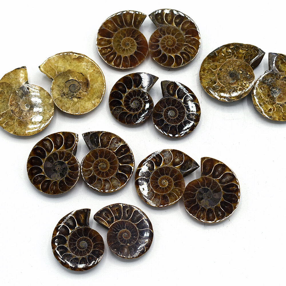 Ammonite
