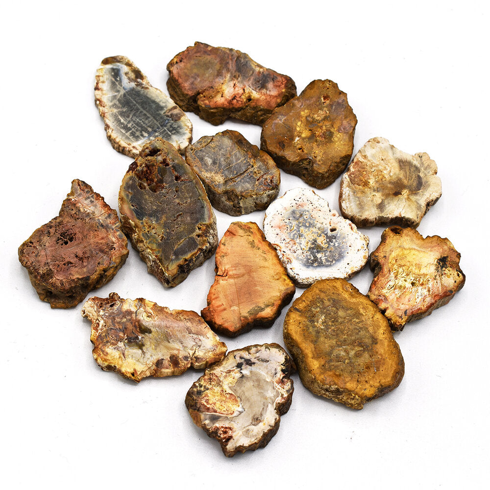 Fetta di Legno Fossile