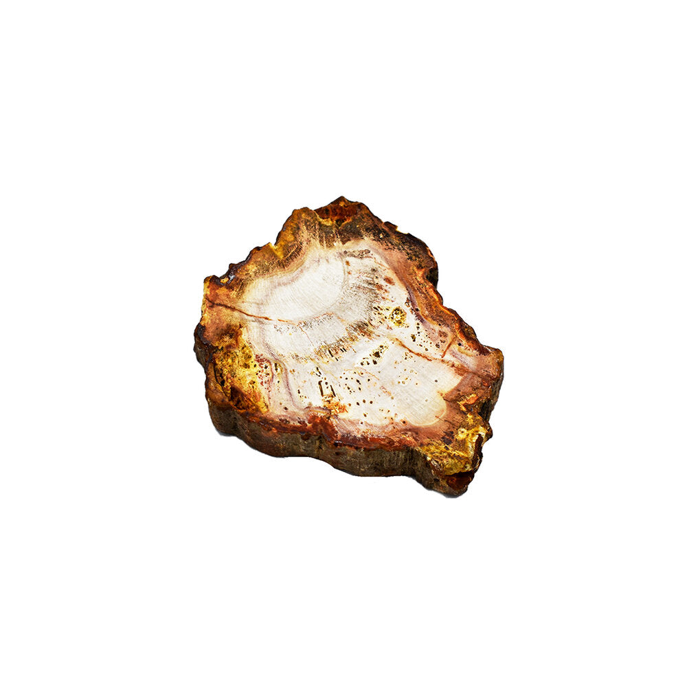 Fetta di Legno Fossile